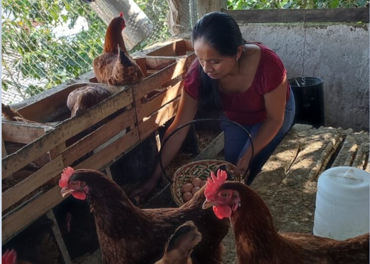 Familias se benefician con producción de huevo orgánico